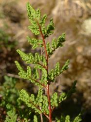 Cheilanthes sieberi subsp. sieberi. Abaxial surface of mature frond showing red-brown rachis and pinna costae, and inrolled lamina margins protecting the sori.
 Image: L.R. Perrie © Leon Perrie CC BY-NC 3.0 NZ